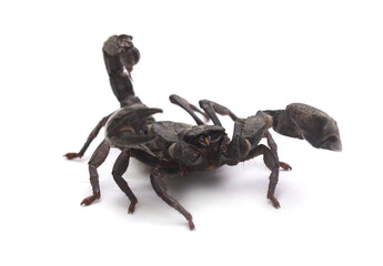 Emperor Scorpion against white background.