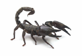 Scorpius 
