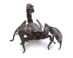 High angle view of scorpion on white background
