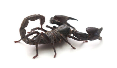 Image of emperor scorpion Pandinus imperator on a white background Insect Animal,Thailand