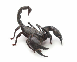Close-up of a black Asian forest scorpion (Heterometrus spinifer) against a white background