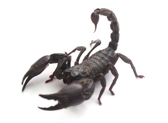 Black Scorpion