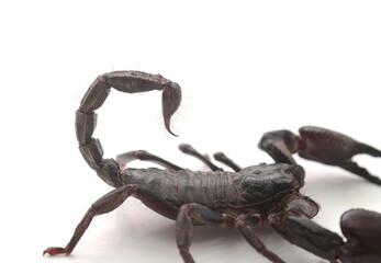 Emperor scorpion 