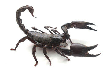 Emperor scorpion 