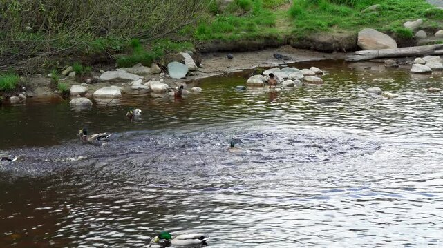 Drakes ducks mallards frolic in river in spring