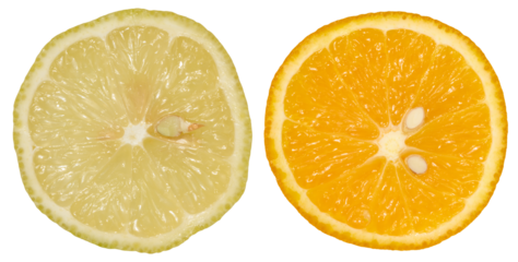 Two citrus fruit slices, a lemon and an orange, isolated background