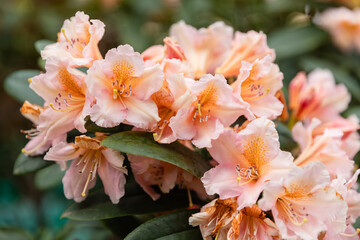 Close-up of blooming pale pink rhododendron flowers in a garden. Soft petals and delicate details make it perfect for botanical, floral, and spring themes.