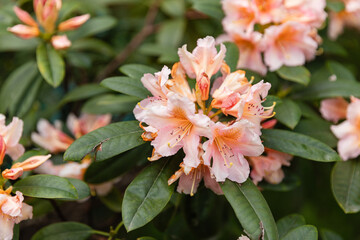Close-up of blooming pale pink rhododendron flowers in a garden. Soft petals and delicate details make it perfect for botanical, floral, and spring themes.
