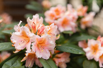 Close-up of blooming pale pink rhododendron flowers in a garden. Soft petals and delicate details make it perfect for botanical, floral, and spring themes.