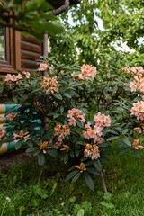 Soft peach rhododendron blooming in a garden near a wooden house. Natural outdoor floral scene with lush greenery and rustic charm, perfect for spring or countryside themes.