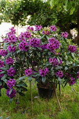 Potted rhododendron with vibrant purple flowers in a garden setting. Blooming shrub surrounded by lush greenery, ideal for spring gardening or botanical themes.