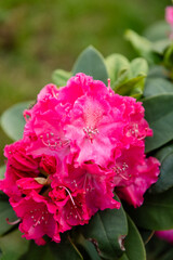 Close-up of a bright pink rhododendron flower with a beetle on the petals, surrounded by green foliage. Natural floral macro in spring or summer garden.