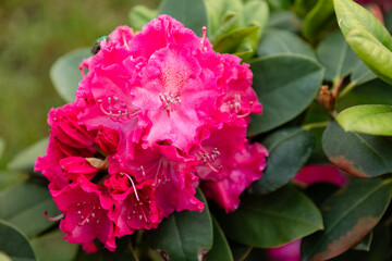 Close-up of a bright pink rhododendron flower with a beetle on the petals, surrounded by green foliage. Natural floral macro in spring or summer garden.