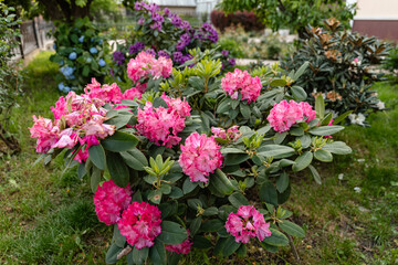 Vibrant pink rhododendron flowers blooming in a lush garden with green foliage and colorful blossoms in the background. Natural spring or early summer floral scene.