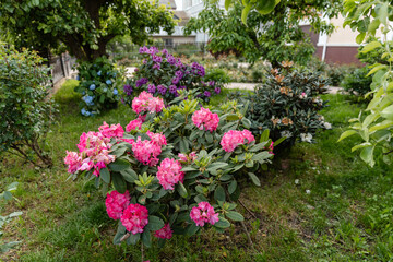 Vibrant pink rhododendron flowers blooming in a lush garden with green foliage and colorful blossoms in the background. Natural spring or early summer floral scene.
