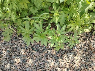 cannabis leaf on rocks, cannabis garden, pleasure weed