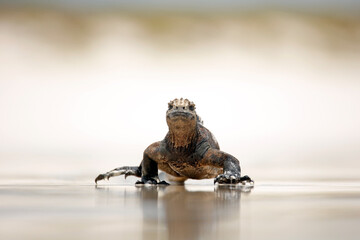 Marine Iguana (Amblyrhynchus cristatus hassi) Approaching in Wet Sand. Tortuga Bay, Santa Cruz Island, Galapagos