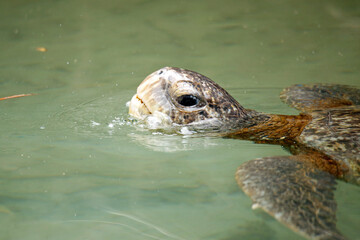 Close-up of a Green Turtle (Chelonia mydas) Surfacing for Air. Wetlands, Isabela Island, Galapagos