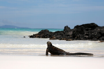 Marine Iguana (Amblyrhynchus cristatus hassiat the Water's Edge, Looking out over the Sea. Tortuga...