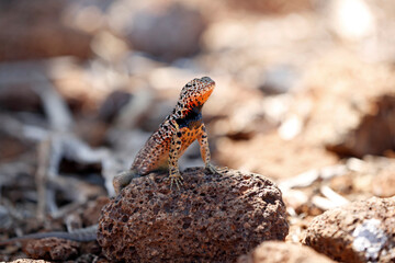 Galapagos Lava Lizard (Microlophus albemarlensis) on Lava Rock. North Seymour Island, Galapagos Islands, Ecuador