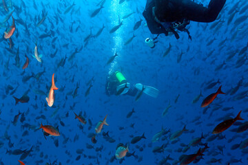 Two Scuba Divers Swimming through a School of Fish. Darwin’s Pillars, Darwin Island, Galapagos