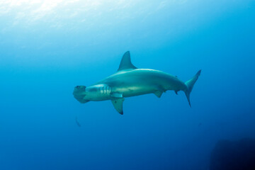 Scalloped Hammerhead Shark (Sphyrna lewini). Wolf Island, Galapagos