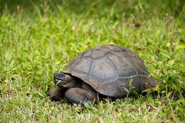 Juvenile Galapagos Tortoise (Chelonoidis niger) Feeding. Santa Cruz Island, Galapagos