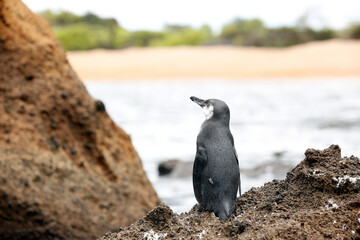 Galapagos Penguin (Spheniscus mendiculus). Bartholomew Island, Galapagos