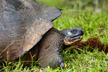 Close-up Profile of a Galapagos Tortoise (Chelonoidis niger). Santa Cruz Island, Galapagos