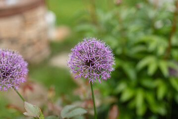 Close-up of blooming ornamental allium flower with a spherical shape and delicate purple petals. Natural spring garden background with soft bokeh and vibrant color.