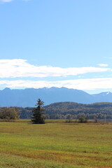 Obraz premium autumn landscape with trees