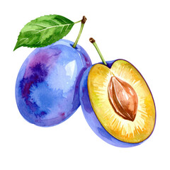 Watercolor illustration of whole and halved plums with vibrant colors and green leaf