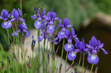 Close-up of blooming purple irises in a garden, with green stems and soft background. Elegant spring flowers in natural outdoor setting, perfect for botanical themes.