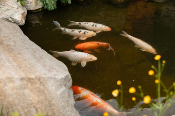 Colorful koi fish swimming in a peaceful garden pond with rocks and flowers. Tranquil natural scene, perfect for themes of relaxation, Zen, and Japanese landscaping.