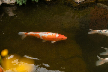Colorful koi fish swimming in a peaceful garden pond with rocks and flowers. Tranquil natural scene, perfect for themes of relaxation, Zen, and Japanese landscaping.