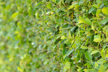 close-up of a dense green hedge, creating a natural wall of vibrant foliage.