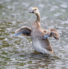 Canada Gosling Standing Up in Water with Blue Sheaths Protruding Out