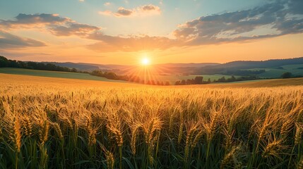 Fototapeta premium Golden Sunset Over Wheat Field