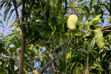 Fototapeta premium close-up shot of several unripe, green mangoes hanging from a branch of a mango tree.