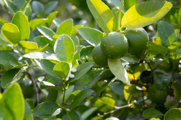 close-up shot of a single, green Kaffir lime (Citrus hystrix or Makrut lime) growing on a branch amidst lush green leaves.