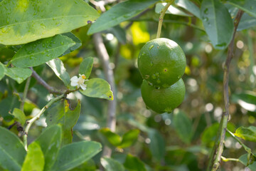 close-up shot of a single, green Kaffir lime (Citrus hystrix or Makrut lime) growing on a branch amidst lush green leaves.