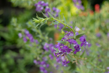 purple Angelonia angustifolia flowers, also known as Summer Snapdragon or Little Turtle Flower.