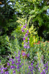 purple Angelonia angustifolia flowers, also known as Summer Snapdragon or Little Turtle Flower.
