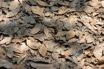 A top-down close-up of a dense layer of dry, brown leaves covering the ground. Sunlight creates shadows and highlights