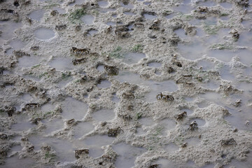 large group of crabs scattered across a muddy surface. The crabs are various shades of brown and gray, and the mud