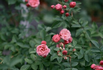 A bush of small pink roses. Photo 3