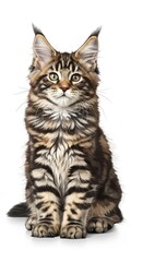 Obraz premium A fluffy brown tabby maine coon kitten sitting upright looking directly at the viewer on white background