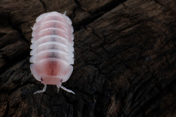 Cubaris sp Pink Panda King isopod on isolated background, Closeup Cubaris sp Pink Panda King isopod on wood