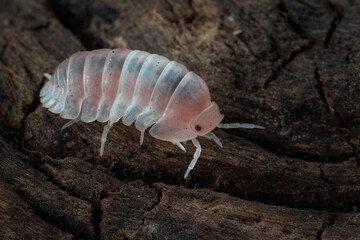 Cubaris sp Pink Panda King isopod on isolated background, Closeup Cubaris sp Pink Panda King isopod on wood