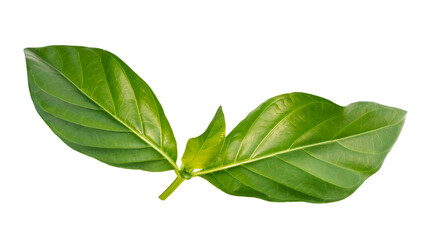 Green leaf isolated on white background